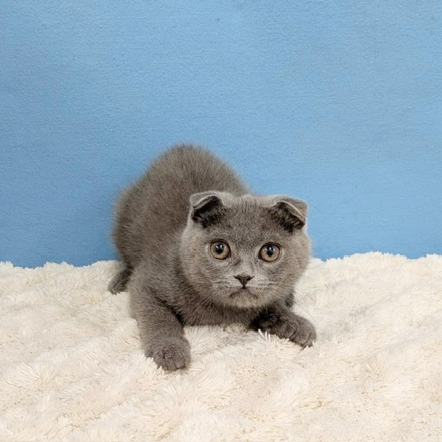 千葉県のスコティッシュフォールド (かねだい四街道店/2025年8月28日生まれ/男の子/ブルー)の子猫の2枚目の画像