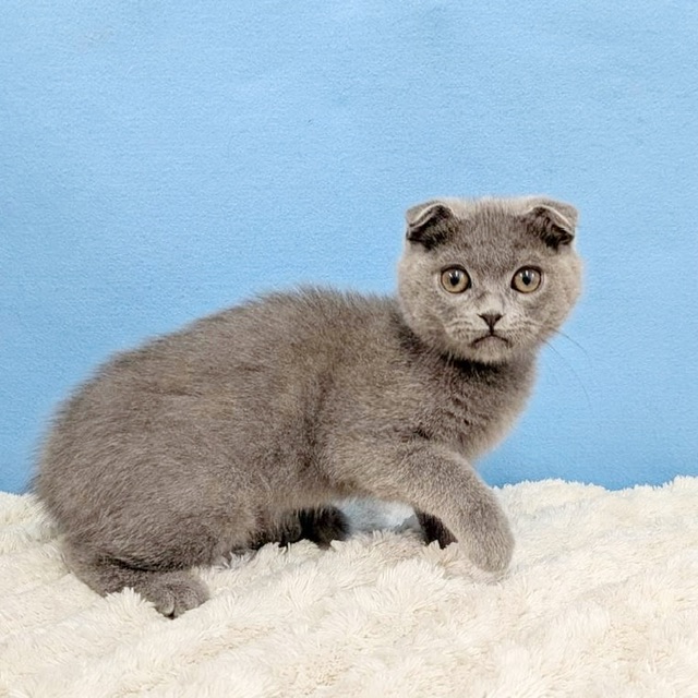 千葉県のスコティッシュフォールド (かねだい四街道店/2025年8月28日生まれ/男の子/ブルー)の子猫の3枚目の画像