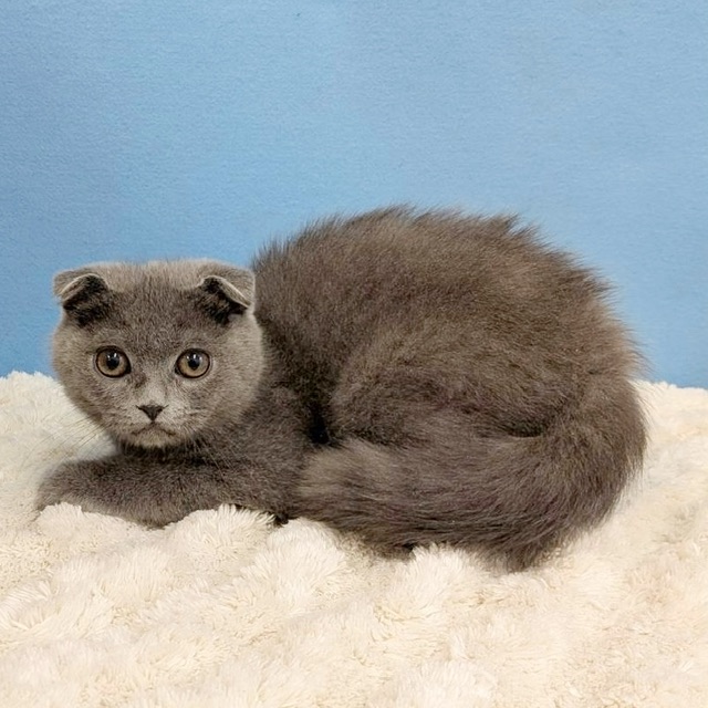 千葉県のスコティッシュフォールド (かねだい四街道店/2025年8月28日生まれ/男の子/ブルー)の子猫の4枚目の画像