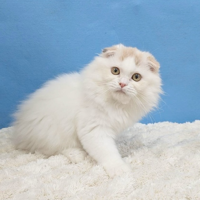 千葉県のスコティッシュフォールド (かねだい四街道店/2025年7月4日生まれ/女の子/トーティーシェル)の子猫の1枚目の画像