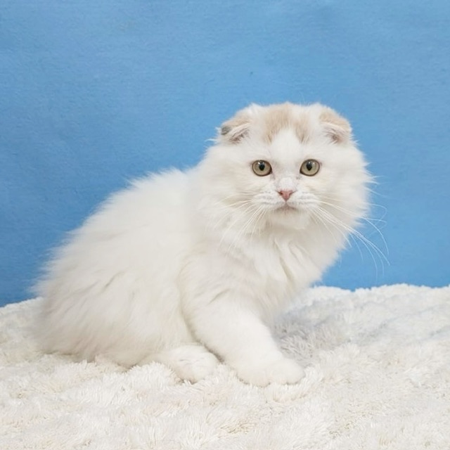 千葉県のスコティッシュフォールド (かねだい四街道店/2025年7月4日生まれ/女の子/トーティーシェル)の子猫の2枚目の画像