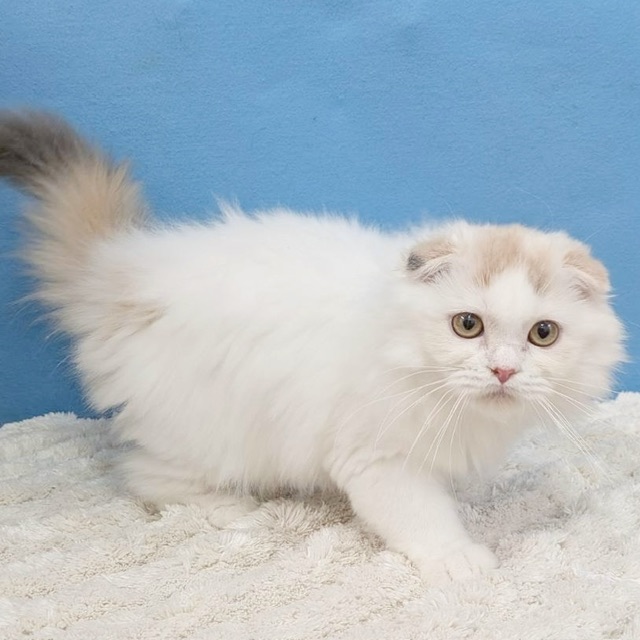 千葉県のスコティッシュフォールド (かねだい四街道店/2025年7月4日生まれ/女の子/トーティーシェル)の子猫の3枚目の画像