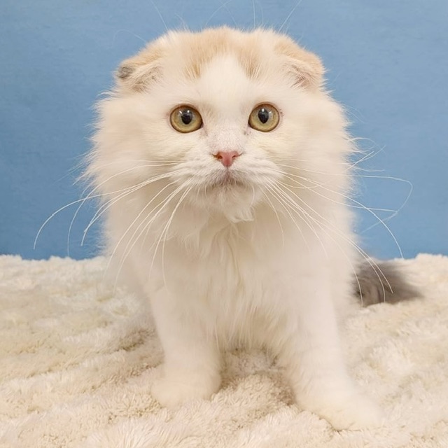 千葉県のスコティッシュフォールド (かねだい四街道店/2025年7月4日生まれ/女の子/トーティーシェル)の子猫の4枚目の画像