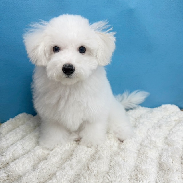 千葉県のビションフリーゼ (かねだい四街道店/2025年8月23日生まれ/男の子/ホワイト)の子犬の1枚目の画像