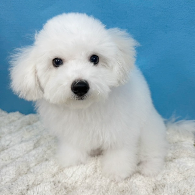 千葉県のビションフリーゼ (かねだい四街道店/2025年8月23日生まれ/男の子/ホワイト)の子犬の2枚目の画像