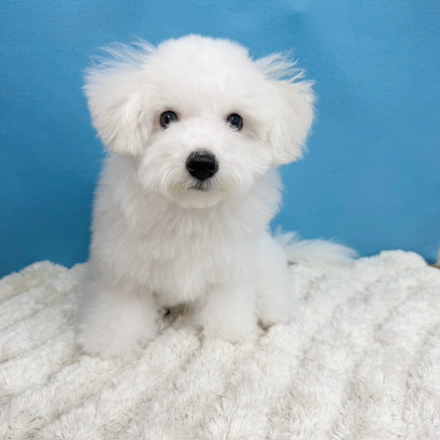 千葉県のビションフリーゼ (かねだい四街道店/2025年8月23日生まれ/男の子/ホワイト)の子犬の3枚目の画像