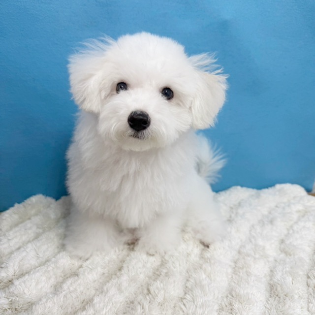 千葉県のビションフリーゼ (かねだい四街道店/2025年8月23日生まれ/男の子/ホワイト)の子犬の4枚目の画像