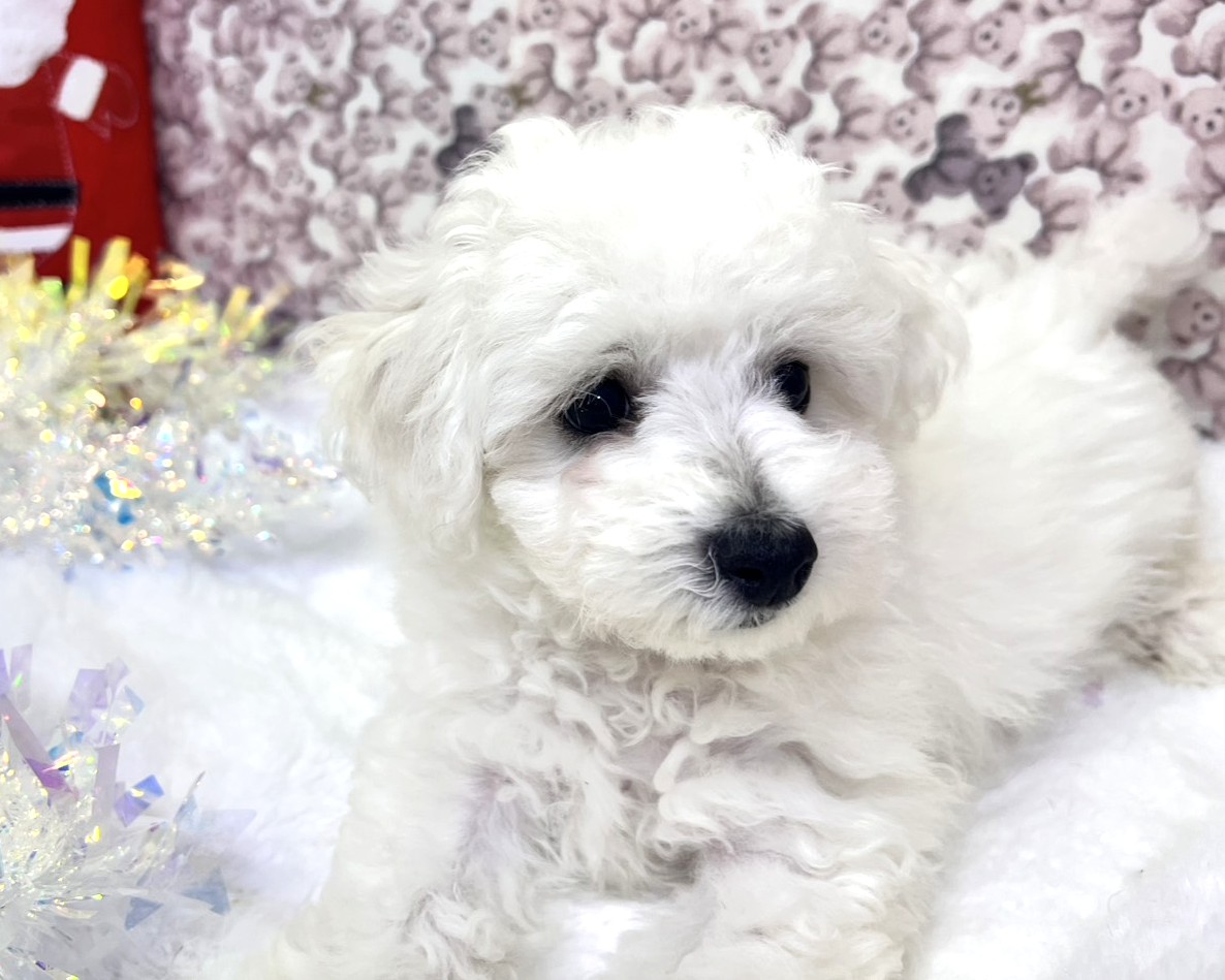 茨城県のビションフリーゼ (かねだいペットトライアル利根川/2025年9月21日生まれ/男の子/ホワイト)の子犬