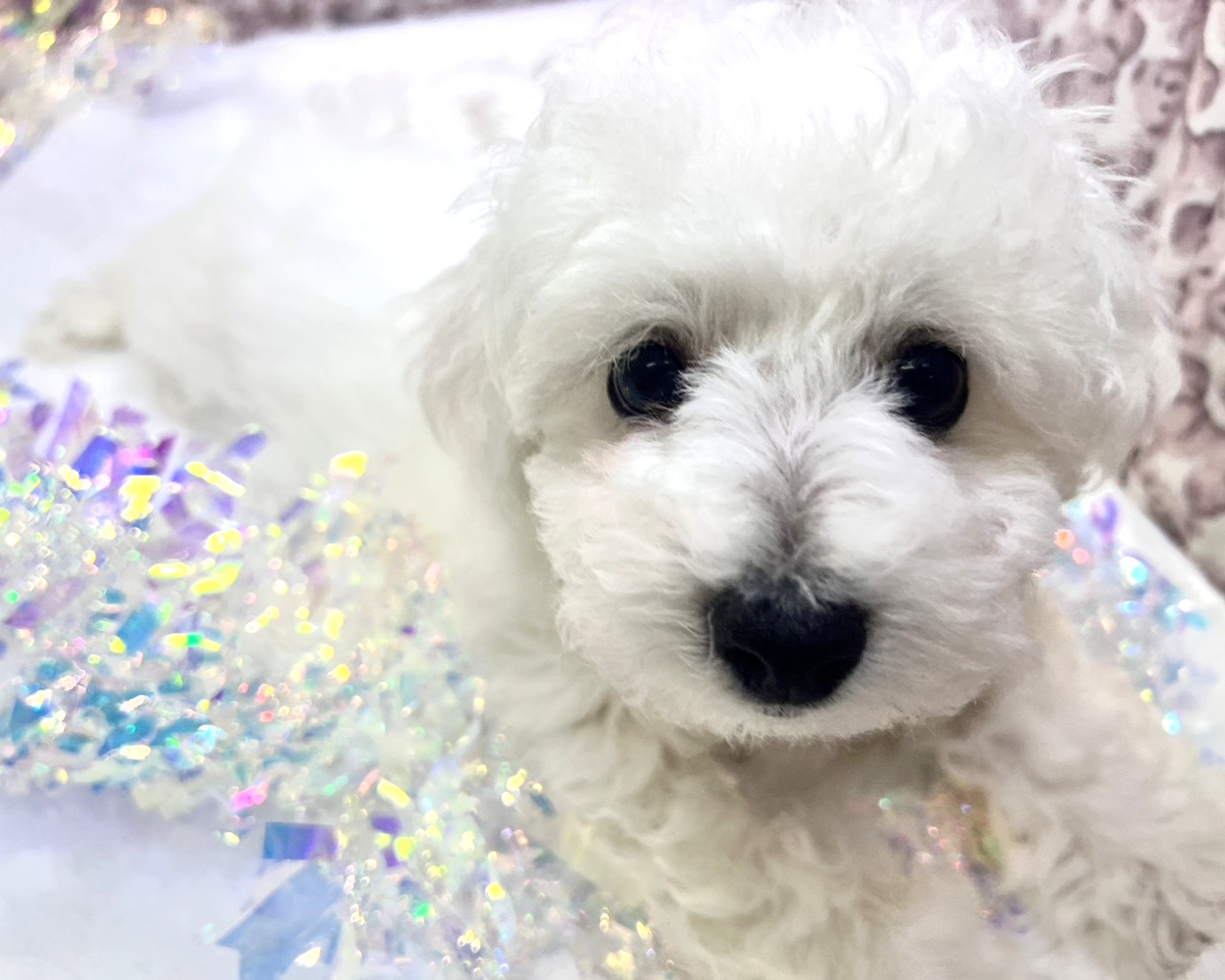 茨城県のビションフリーゼ (かねだいペットトライアル利根川/2025年9月21日生まれ/男の子/ホワイト)の子犬の2枚目の画像