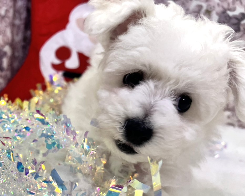 茨城県のビションフリーゼ (かねだいペットトライアル利根川/2025年9月21日生まれ/男の子/ホワイト)の子犬の3枚目の画像