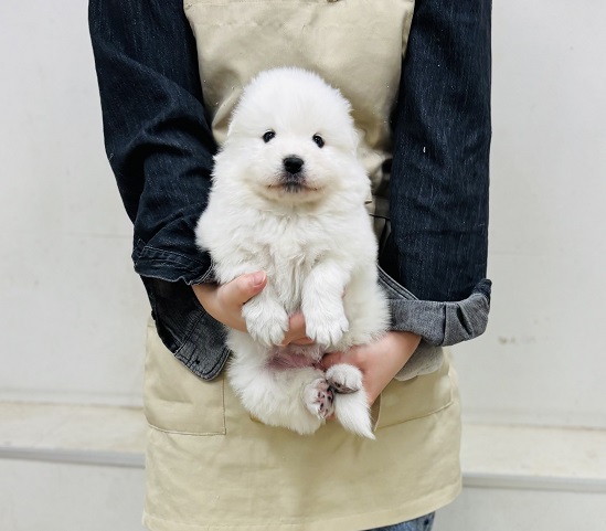 神奈川県のサモエド (かねだい伊勢原店/2025年10月20日生まれ/女の子/ホワイト)の子犬