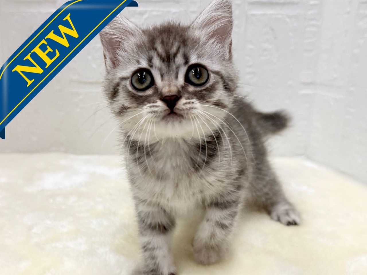 東京都のマンチカン (かねだい青梅店/2025年10月12日生まれ/女の子/ブルータビー)の子猫の1枚目の画像