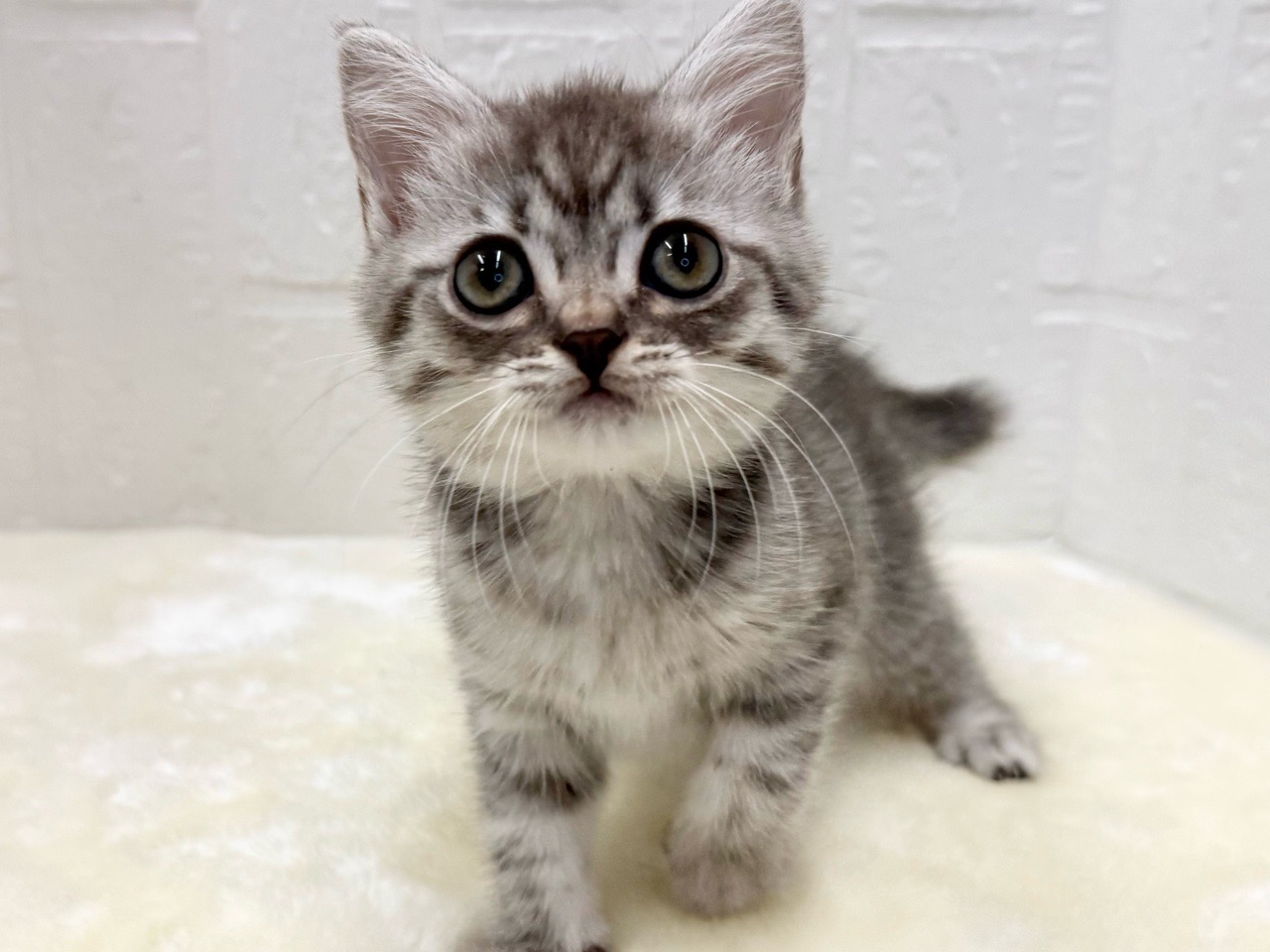 東京都のマンチカン (かねだい青梅店/2025年10月12日生まれ/女の子/ブルータビー)の子猫の2枚目の画像