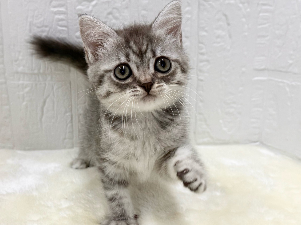 東京都のマンチカン (かねだい青梅店/2025年10月12日生まれ/女の子/ブルータビー)の子猫の3枚目の画像