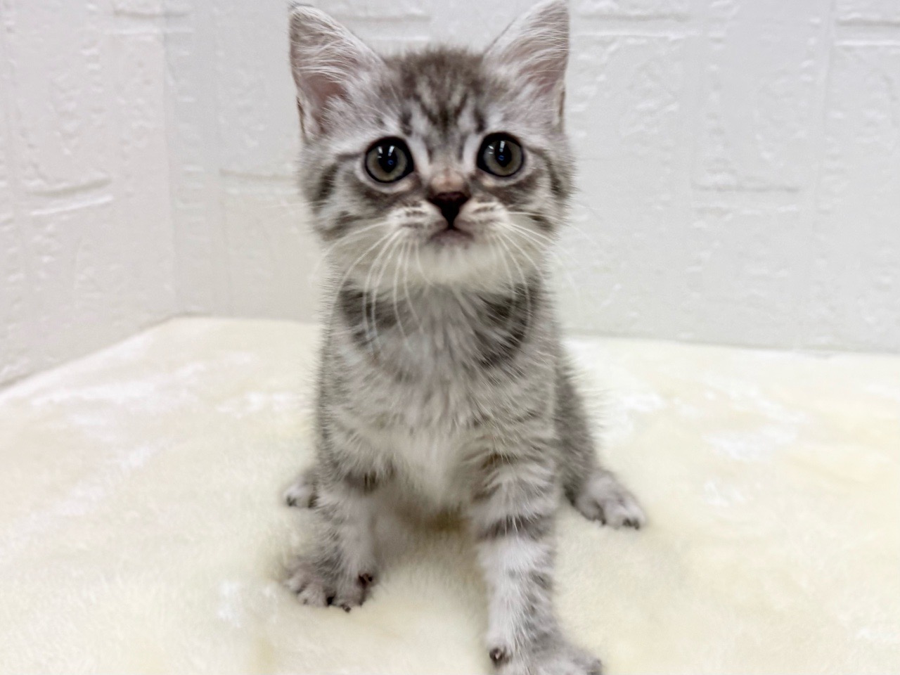 東京都のマンチカン (かねだい青梅店/2025年10月12日生まれ/女の子/ブルータビー)の子猫の4枚目の画像