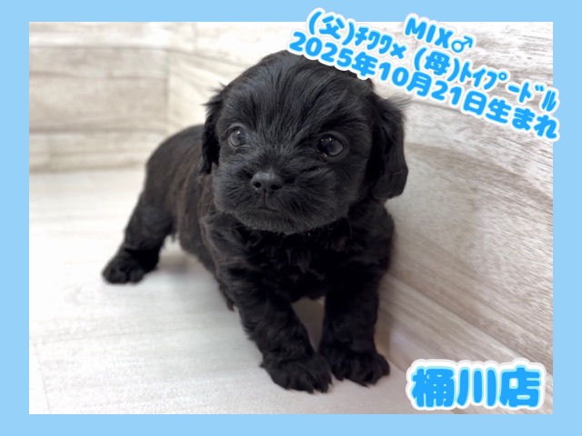 埼玉県のチワプー/プーチー(チワワ×プードル) (かねだい桶川店/2025年10月21日生まれ/男の子/ブラック)の子犬の1枚目の画像