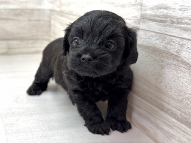 埼玉県のチワプー/プーチー(チワワ×プードル) (かねだい桶川店/2025年10月21日生まれ/男の子/ブラック)の子犬の2枚目の画像