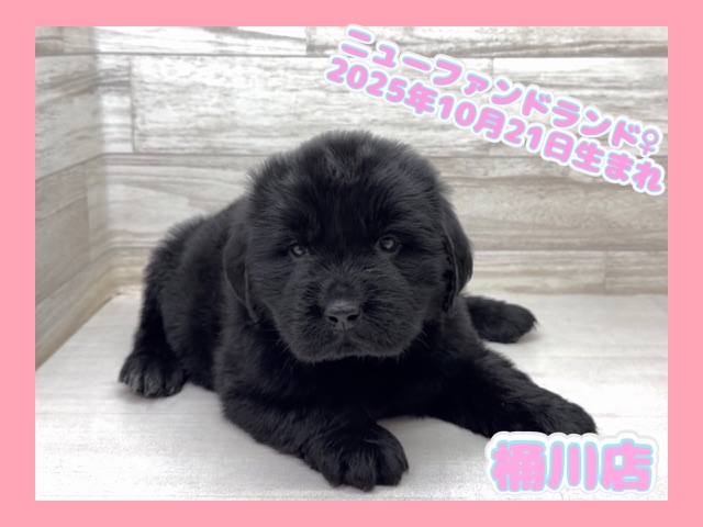 埼玉県のニューファンドランド (かねだい桶川店/2025年10月21日生まれ/女の子/ブラック)の子犬の1枚目の画像