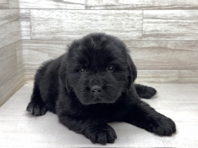 埼玉県のニューファンドランド (かねだい桶川店/2025年10月21日生まれ/女の子/ブラック)の子犬の2枚目の画像