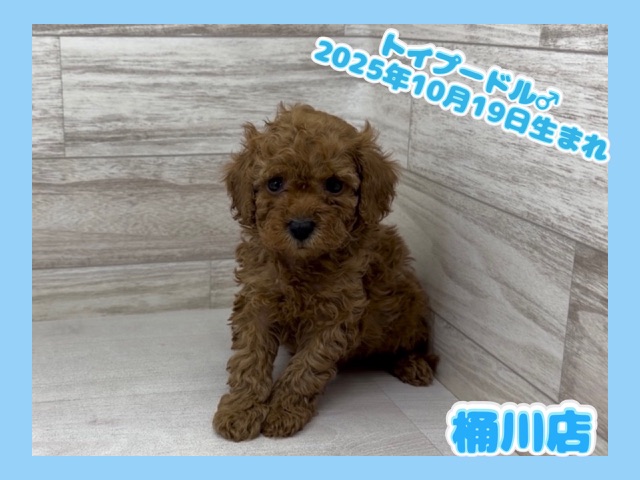 埼玉県のトイプードル(トイ) (かねだい桶川店/2025年10月19日生まれ/男の子/レッド)の子犬の1枚目の画像