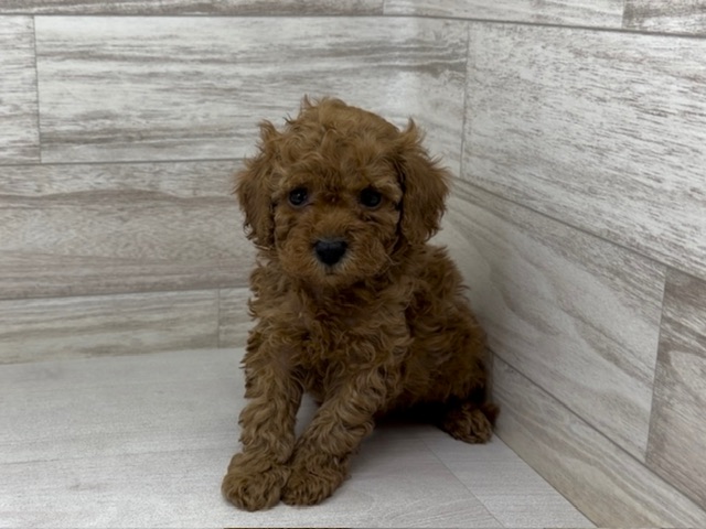 埼玉県のトイプードル(トイ) (かねだい桶川店/2025年10月19日生まれ/男の子/レッド)の子犬の2枚目の画像