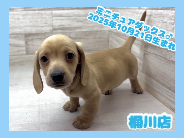 埼玉県のミニチュアダックス　スムース (かねだい桶川店/2025年10月21日生まれ/男の子/イエロー)の子犬の1枚目の画像