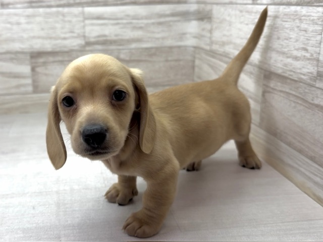 埼玉県のミニチュアダックス　スムース (かねだい桶川店/2025年10月21日生まれ/男の子/イエロー)の子犬の2枚目の画像