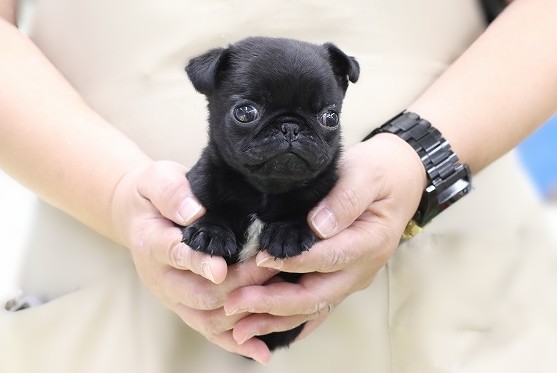 埼玉県のパグ (かねだい草加店/2025年10月20日生まれ/男の子/ブラック)の子犬の1枚目の画像