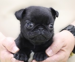 埼玉県のパグ (かねだい草加店/2025年10月20日生まれ/男の子/ブラック)の子犬の2枚目の画像