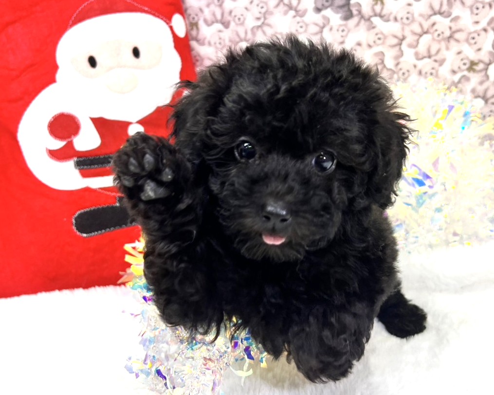 茨城県のトイプードル(トイ) (かねだいペットトライアル利根川/2025年10月15日生まれ/女の子/ブラック)の子犬の1枚目の画像
