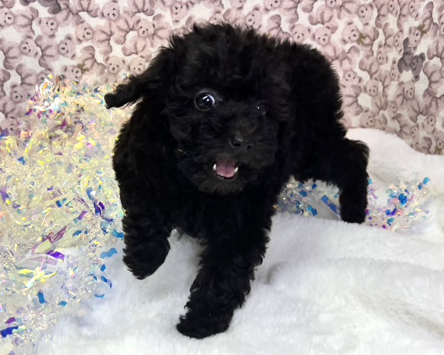 茨城県のトイプードル(トイ) (かねだいペットトライアル利根川/2025年10月15日生まれ/女の子/ブラック)の子犬の3枚目の画像