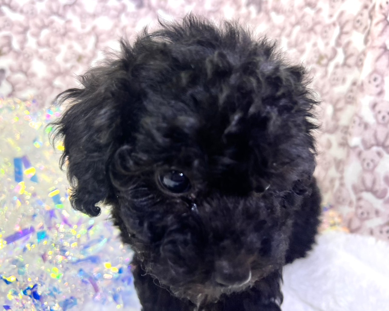茨城県のトイプードル(トイ) (かねだいペットトライアル利根川/2025年10月15日生まれ/女の子/ブラック)の子犬の4枚目の画像