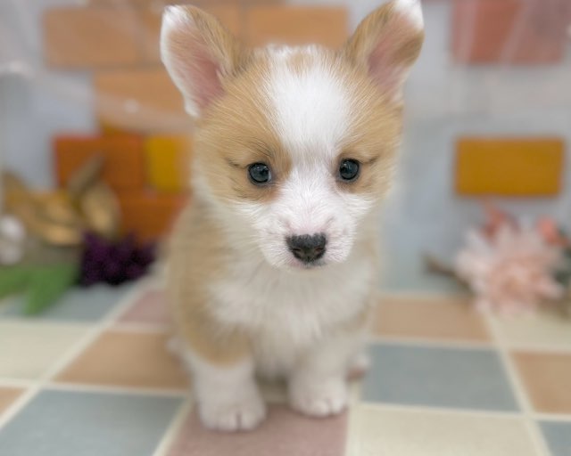 群馬県のウェルシュコーギーペンブローク (かねだいペットトライアル前橋/2025年10月20日生まれ/女の子/レッドホワイト)の子犬の1枚目の画像