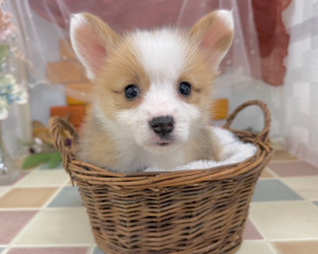 群馬県のウェルシュコーギーペンブローク (かねだいペットトライアル前橋/2025年10月20日生まれ/女の子/レッドホワイト)の子犬の2枚目の画像