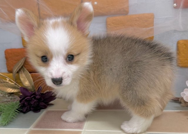 群馬県のウェルシュコーギーペンブローク (かねだいペットトライアル前橋/2025年10月20日生まれ/女の子/レッドホワイト)の子犬の3枚目の画像