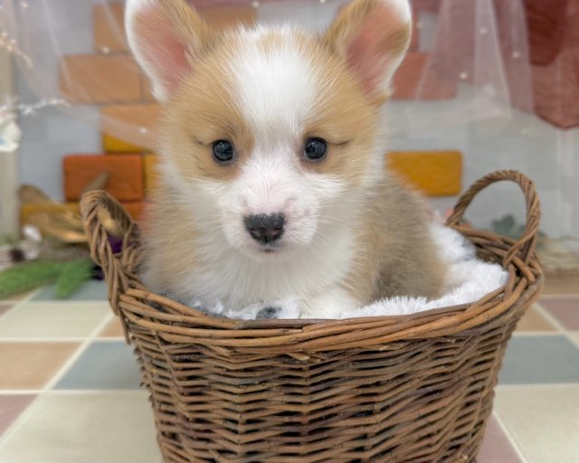 群馬県のウェルシュコーギーペンブローク (かねだいペットトライアル前橋/2025年10月20日生まれ/女の子/レッドホワイト)の子犬の4枚目の画像