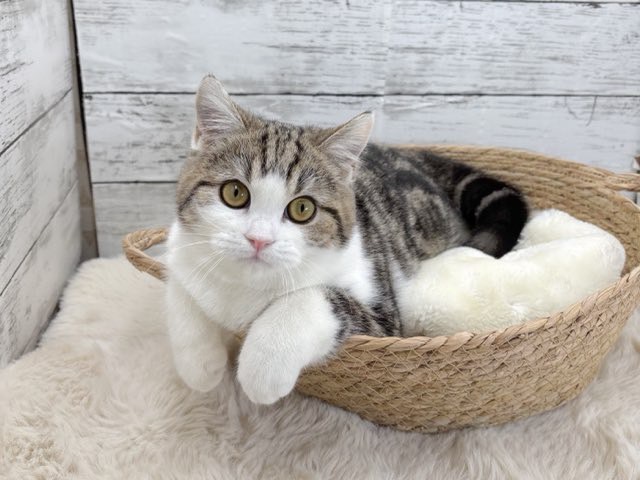新潟県のミヌエット (かねだいペットトライアル魚沼/2025年7月13日生まれ/女の子/ブラウンタビーホワイト)の子猫の1枚目の画像