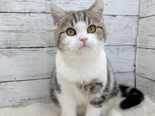 新潟県のミヌエット (かねだいペットトライアル魚沼/2025年7月13日生まれ/女の子/ブラウンタビーホワイト)の子猫の2枚目の画像