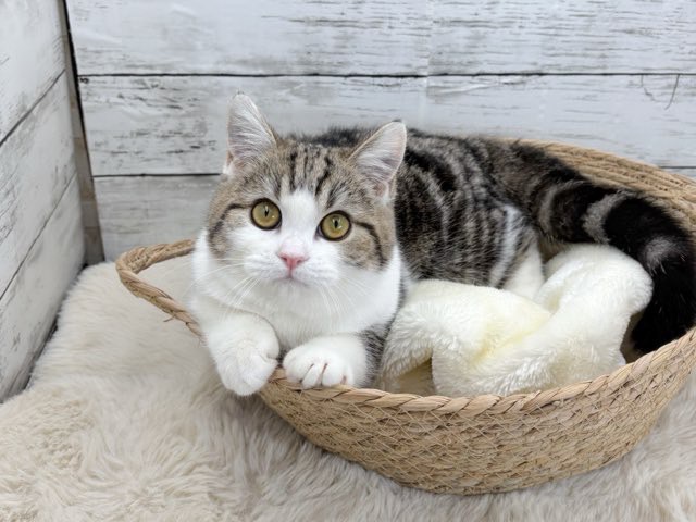 新潟県のミヌエット (かねだいペットトライアル魚沼/2025年7月13日生まれ/女の子/ブラウンタビーホワイト)の子猫の3枚目の画像