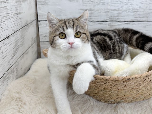 新潟県のミヌエット (かねだいペットトライアル魚沼/2025年7月13日生まれ/女の子/ブラウンタビーホワイト)の子猫の4枚目の画像