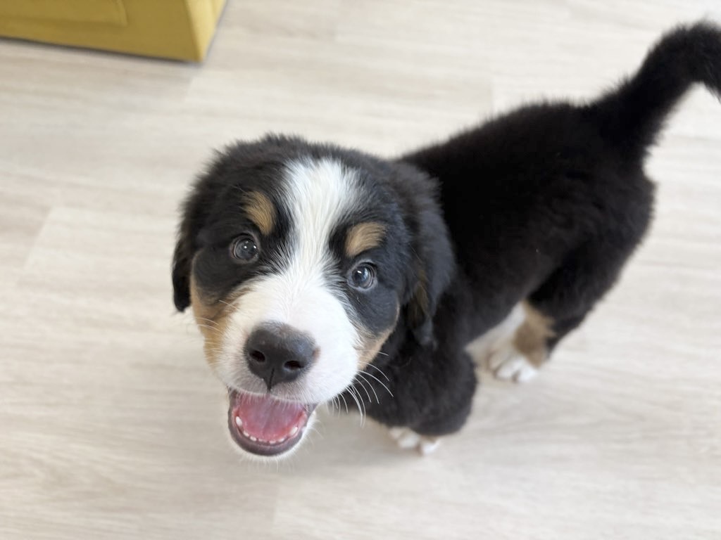 群馬県のバーニーズマウンテンドッグ (かねだいペットトライアル前橋/2025年10月7日生まれ/女の子/ブラック/ラスト/ホワイト)の子犬の1枚目の画像