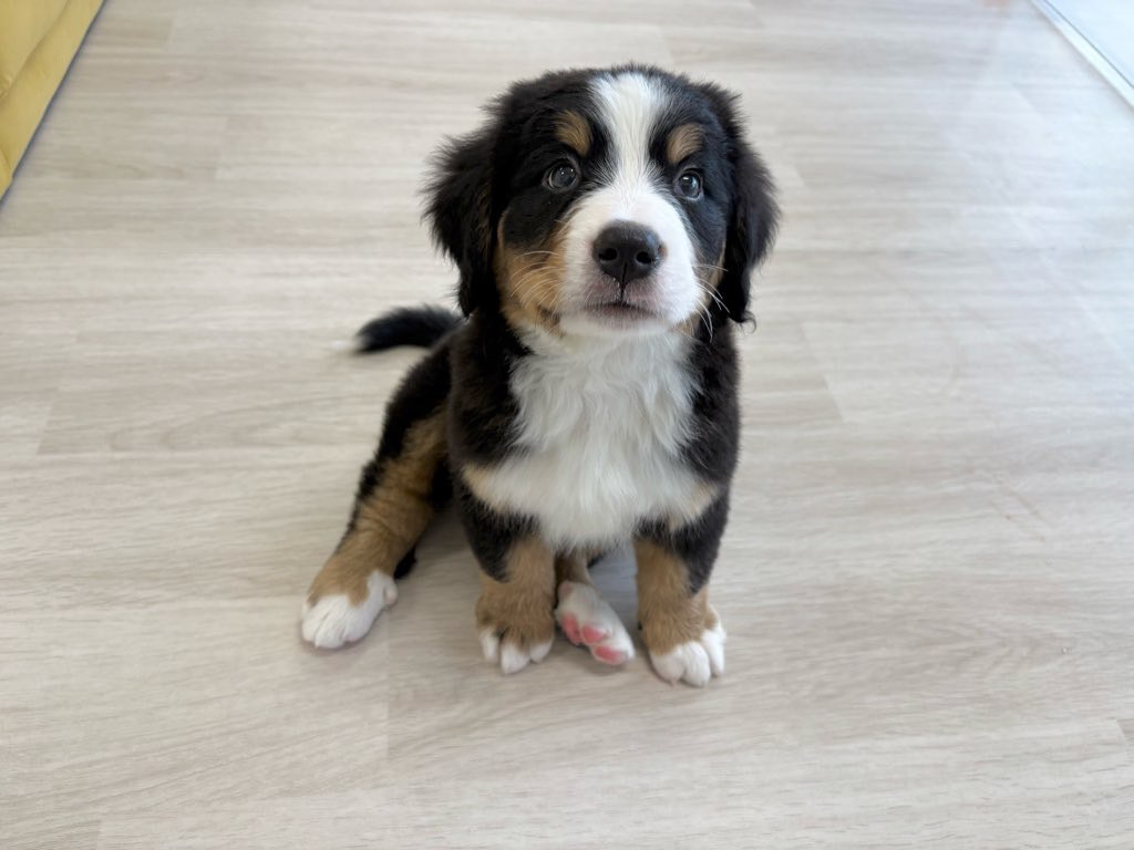 群馬県のバーニーズマウンテンドッグ (かねだいペットトライアル前橋/2025年10月7日生まれ/女の子/ブラック/ラスト/ホワイト)の子犬の2枚目の画像