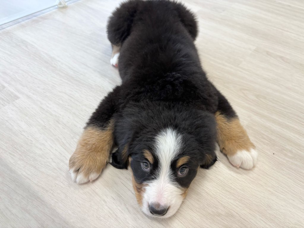 群馬県のバーニーズマウンテンドッグ (かねだいペットトライアル前橋/2025年10月7日生まれ/女の子/ブラック/ラスト/ホワイト)の子犬の3枚目の画像