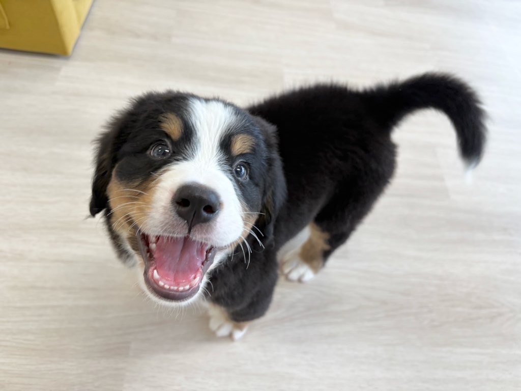 群馬県のバーニーズマウンテンドッグ (かねだいペットトライアル前橋/2025年10月7日生まれ/女の子/ブラック/ラスト/ホワイト)の子犬の4枚目の画像