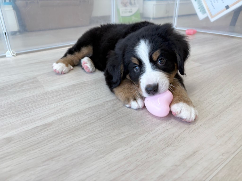 群馬県のバーニーズマウンテンドッグ (かねだいペットトライアル前橋/2025年10月7日生まれ/女の子/ブラック/ラスト/ホワイト)の子犬の2枚目の画像