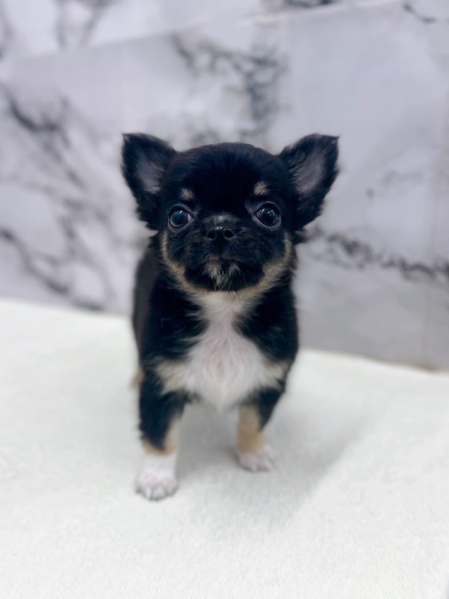 神奈川県のチワワ(ロング) (かねだい東戸塚店/2025年10月4日生まれ/男の子/ブラックタンホワイト)の子犬の1枚目の画像