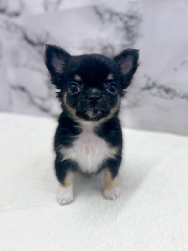 神奈川県のチワワ(ロング) (かねだい東戸塚店/2025年10月4日生まれ/男の子/ブラックタンホワイト)の子犬の2枚目の画像