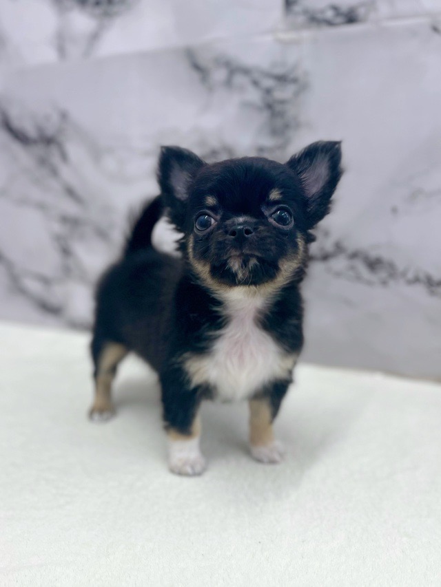 神奈川県のチワワ(ロング) (かねだい東戸塚店/2025年10月4日生まれ/男の子/ブラックタンホワイト)の子犬の3枚目の画像