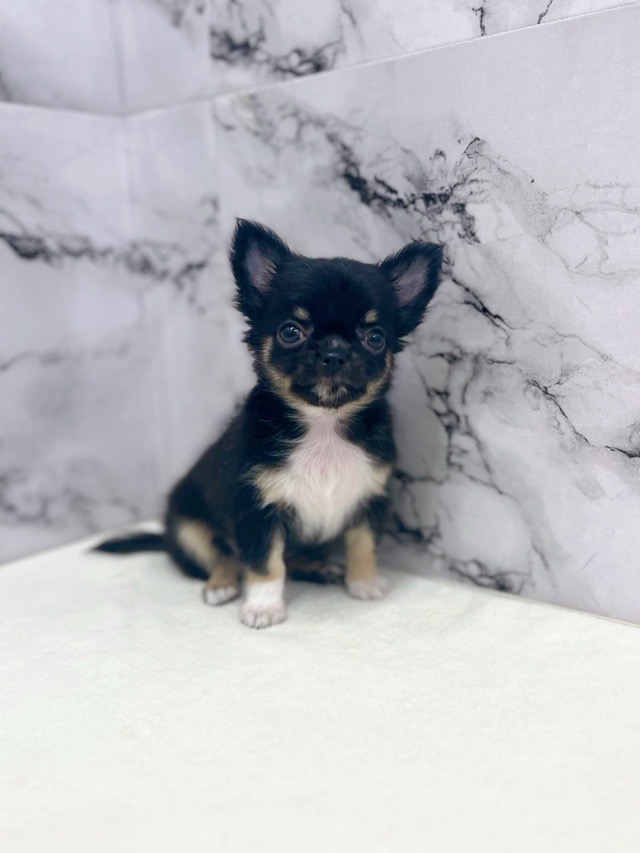 神奈川県のチワワ(ロング) (かねだい東戸塚店/2025年10月4日生まれ/男の子/ブラックタンホワイト)の子犬の4枚目の画像