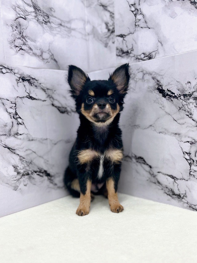 神奈川県のチワワ(ロング) (かねだい東戸塚店/2025年9月27日生まれ/男の子/ブラックタンホワイト)の子犬の1枚目の画像